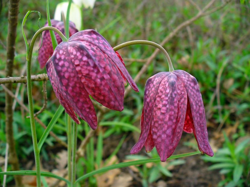 Flores ajedrezadas de Fritillaria meleagris