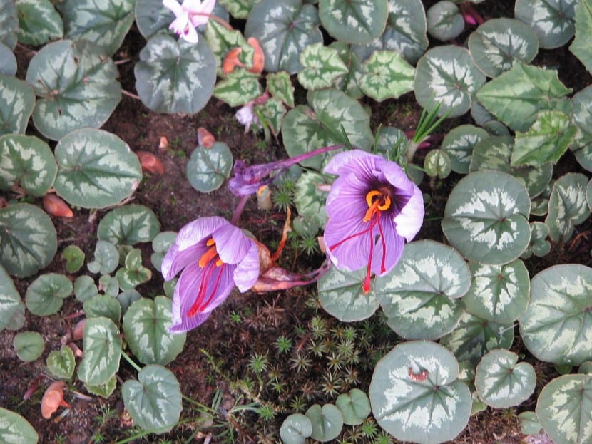 Flor lila de Crocus sativus con los tres estigmas rojos visibles