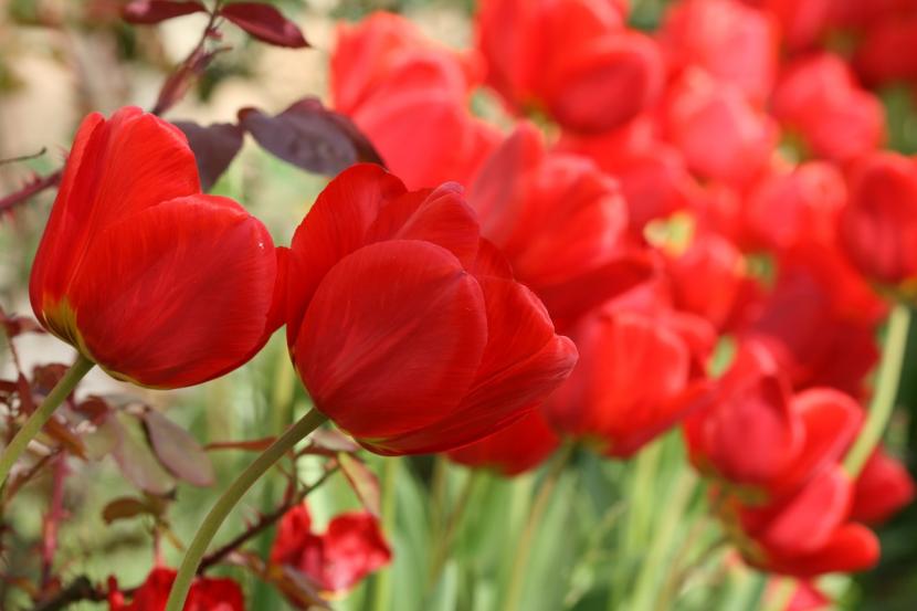 Tulipán rojo con la base oscura de los tépalos