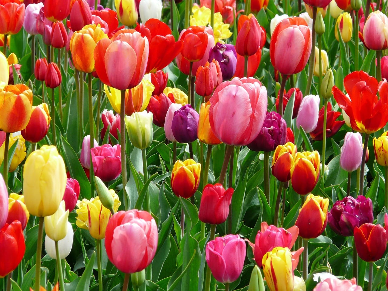 Cuándo plantar tulipanes: fechas por zona y frío previo