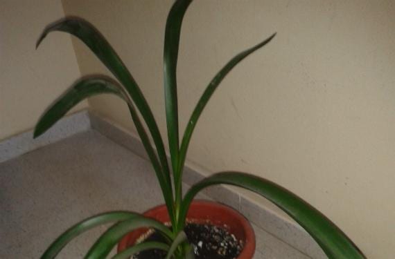 Cuidados de la clivia: luz, riego y frío para que florezca