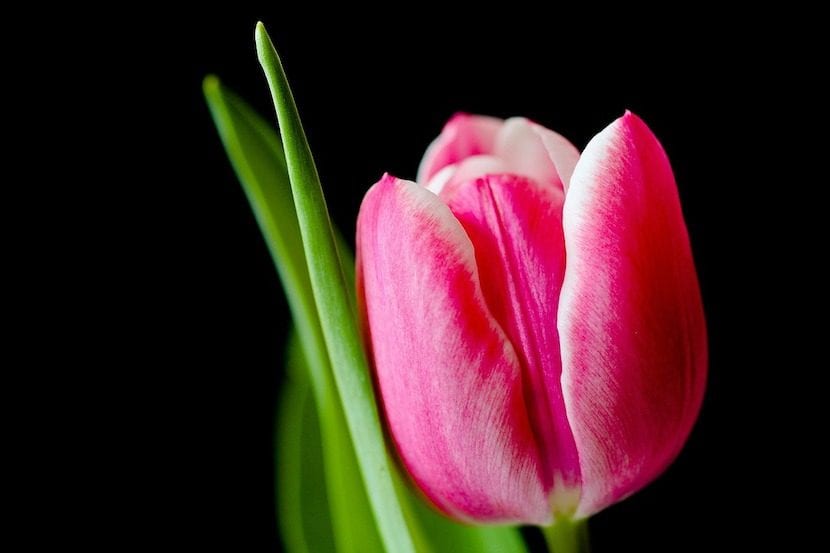 Tulipán de flor rosa abierto en primavera