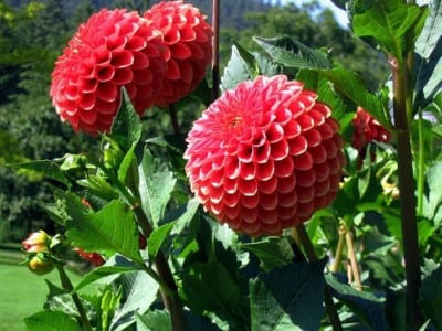 Flor de dalia híbrida de jardín