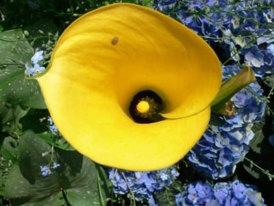Zantedeschia elliottiana, cala amarilla de hojas moteadas