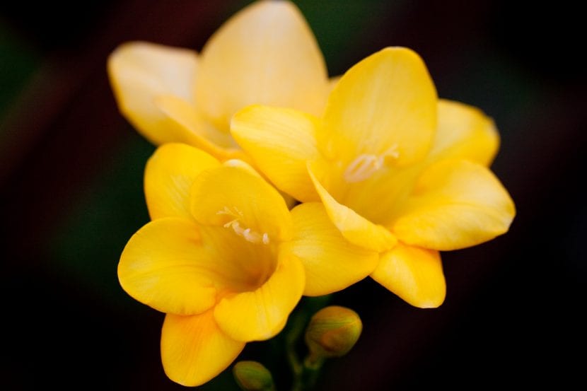 Flores de freesia amarillas abiertas en espiga