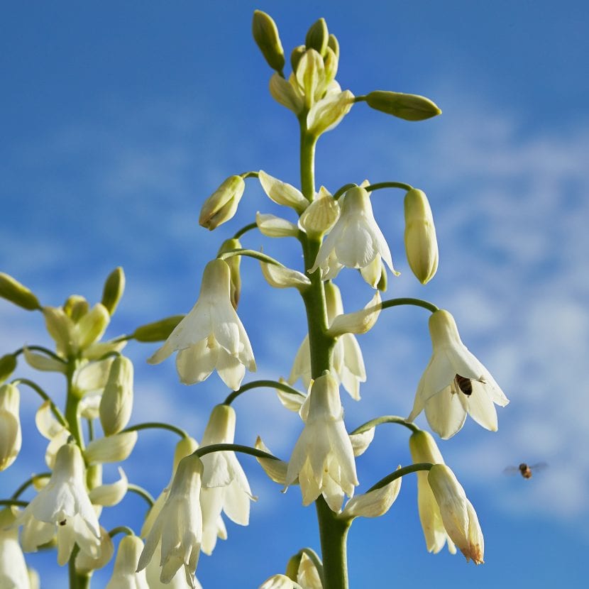 Escapo floral de galtonia con campanillas blancas colgantes