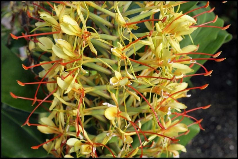 Detalle de la espiga de Hedychium gardnerianum con flores amarillas y estambres rojos