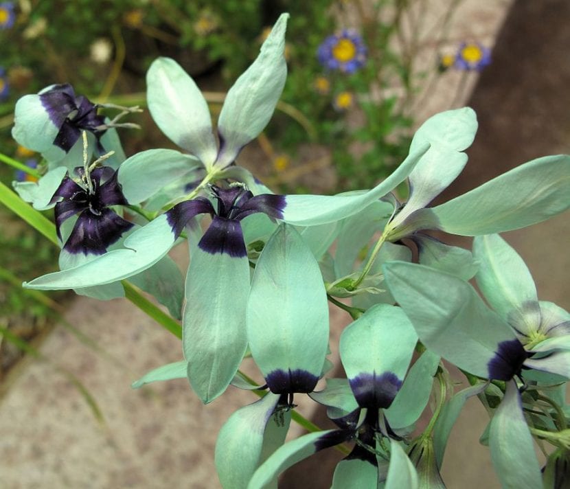Flores verde turquesa de Ixia viridiflora con el centro oscuro