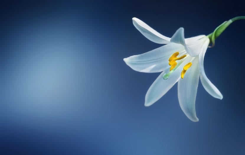 Azucena Lilium candidum con sus flores blancas abiertas