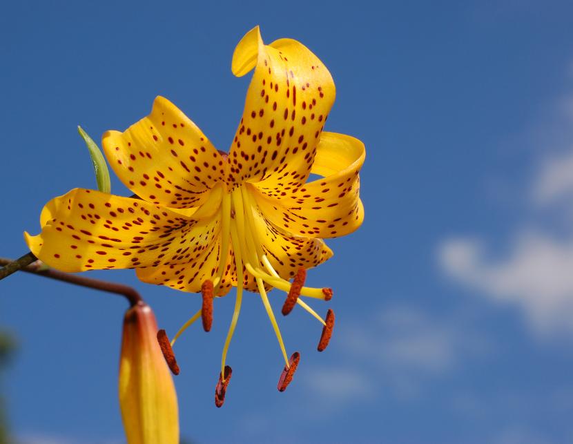 Flor de Lilium Citronella, híbrido asiático amarillo de pétalos recurvados