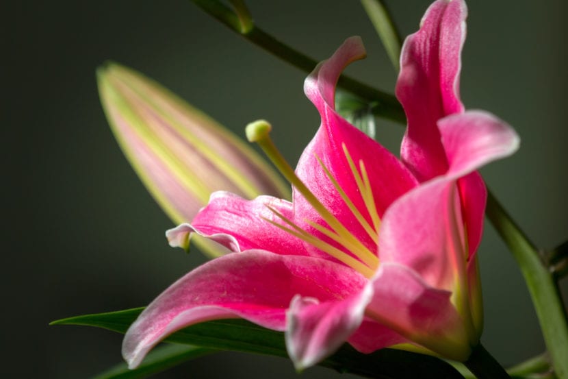 Detalle de la flor abierta de un lilium oriental con sus anteras