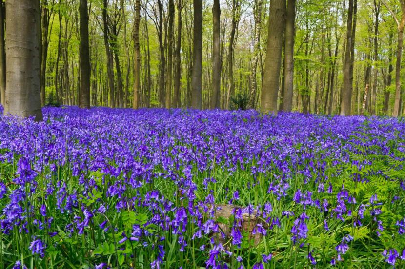 Mancha de Hyacinthoides non-scripta en flor bajo arbolado caducifolio