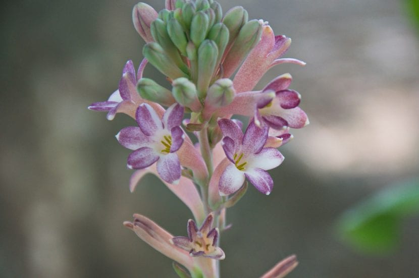 Nardo variedad Sensation, con las flores teñidas de rosa