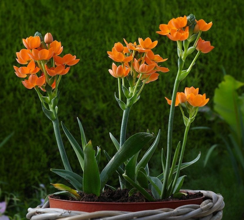 Ornithogalum dubium con flores anaranjadas