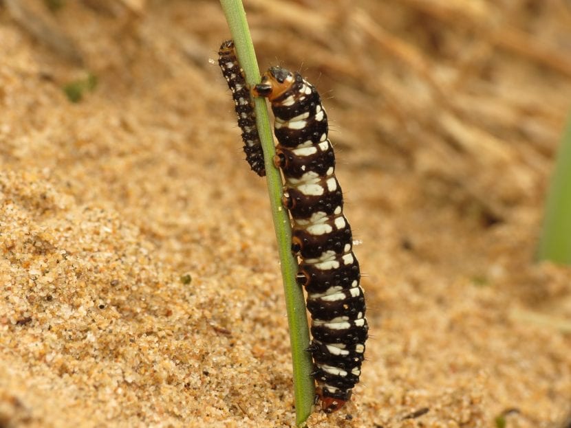 Oruga de Brithys crini, el gusano taladro de la azucena de mar