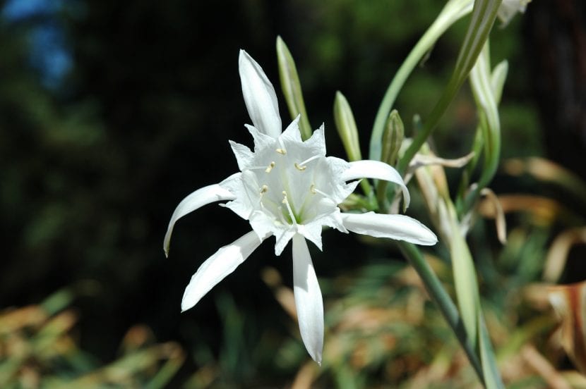 Pancratium maritimum en flor sobre la arena de una duna costera