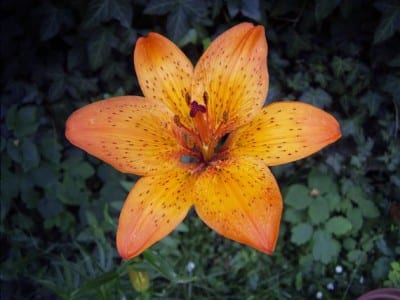 Flor de lilium abierta en el jardín