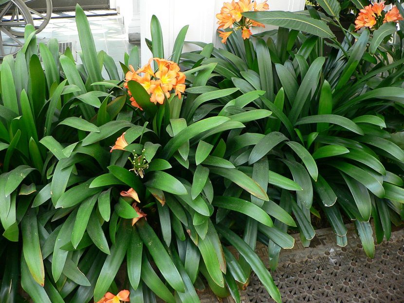 Mata de clivia en flor plantada en un jardín