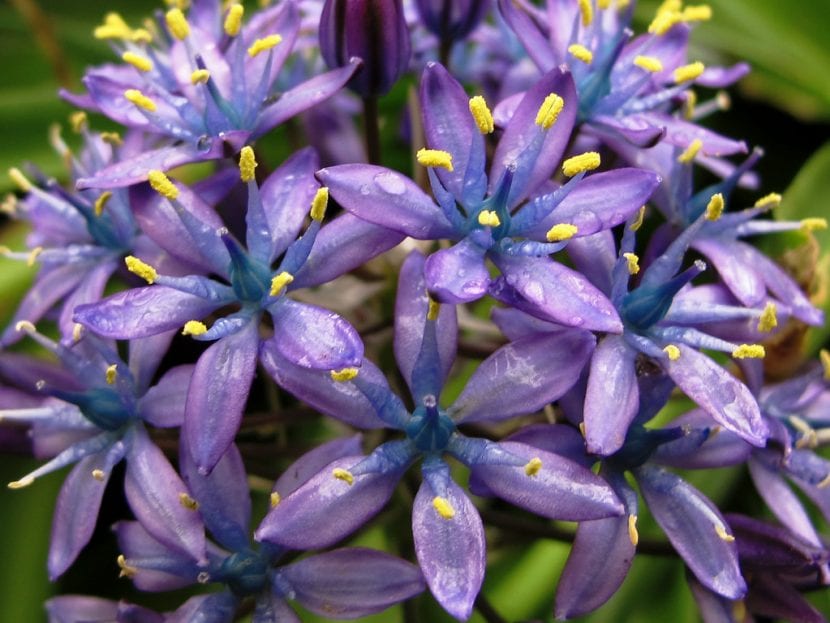 Inflorescencia cónica de Scilla peruviana