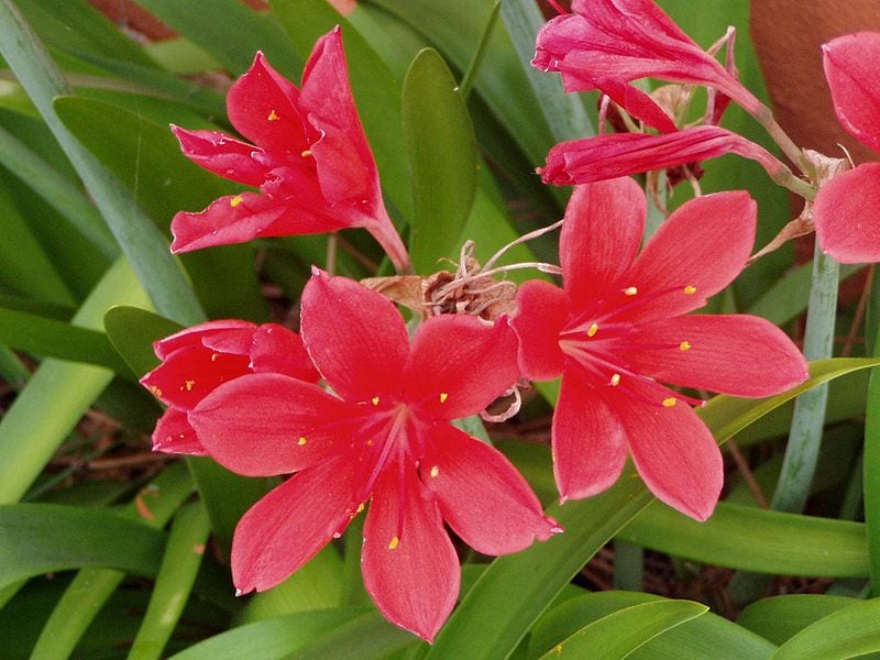 Vallota (Cyrtanthus elatus): cultivo y cuidados del bulbo