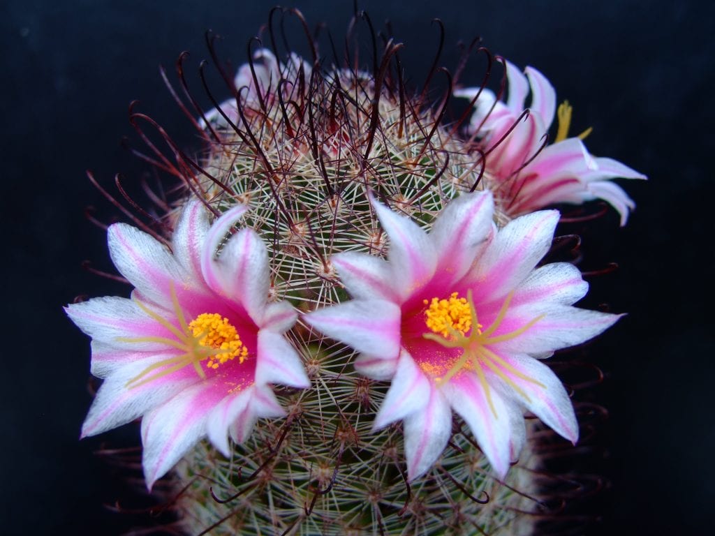 5 cactus con flores ideales para el patio