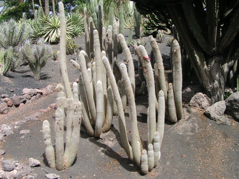 Cleistocactus strausii: cultivo de la antorcha plateada
