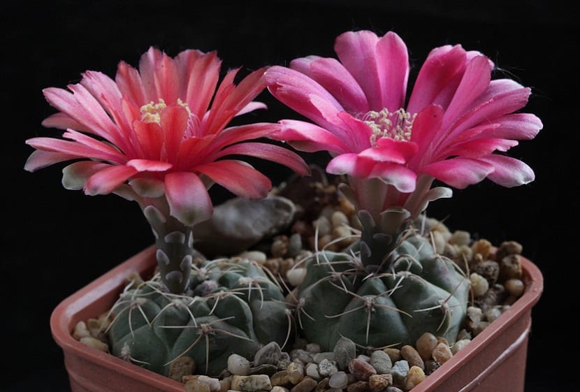 Gymnocalycium baldianum: cuidados del cactus chin enano