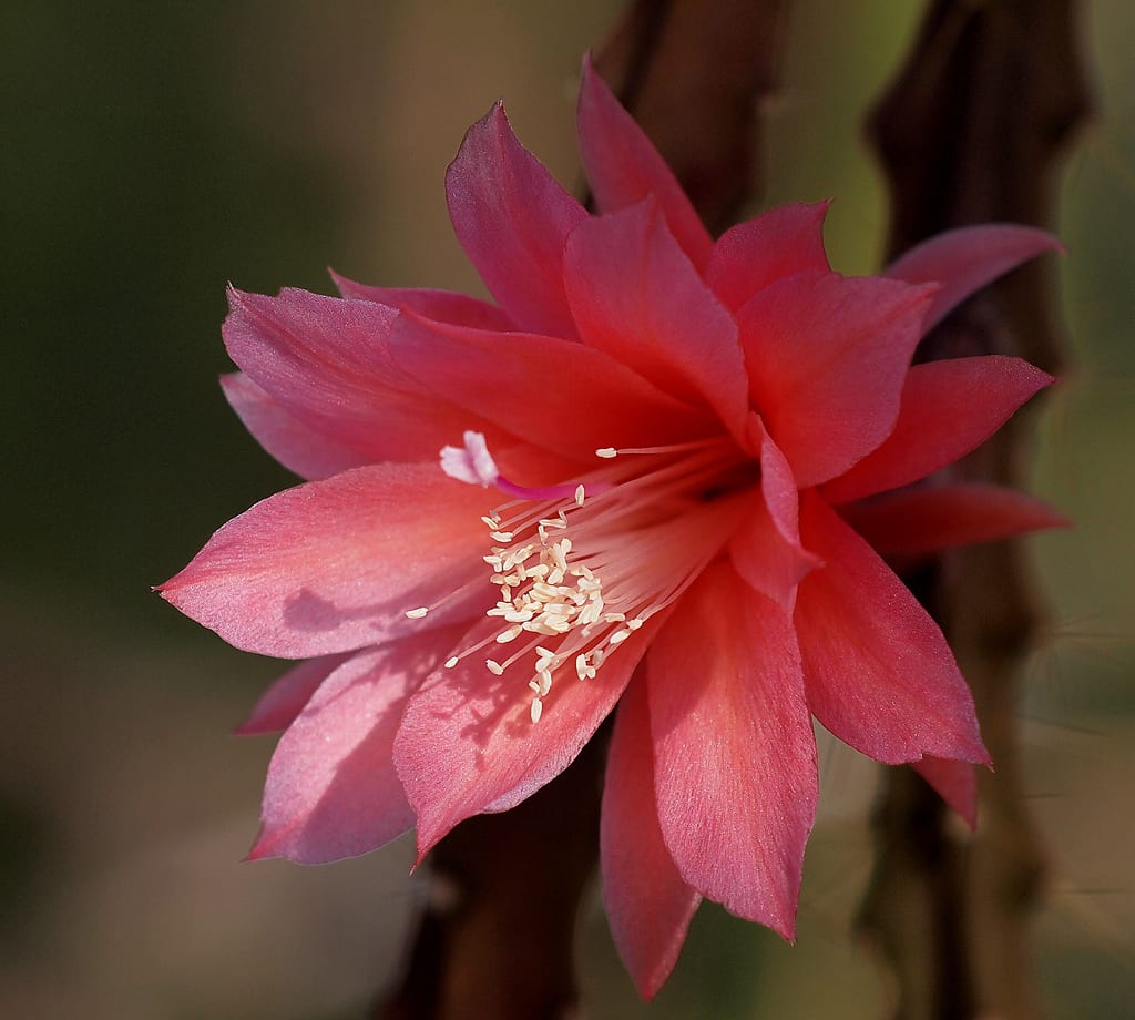 Cactus colgantes: especies, cuidados y floración