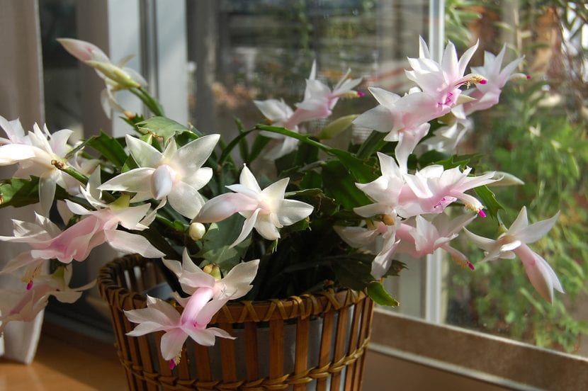 Schlumbergera truncata en flor, con segmentos de borde dentado
