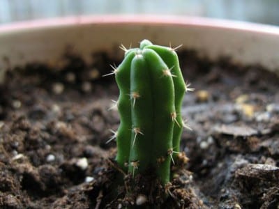 Tallos verdes y costillados de Echinopsis pachanoi o San Pedro