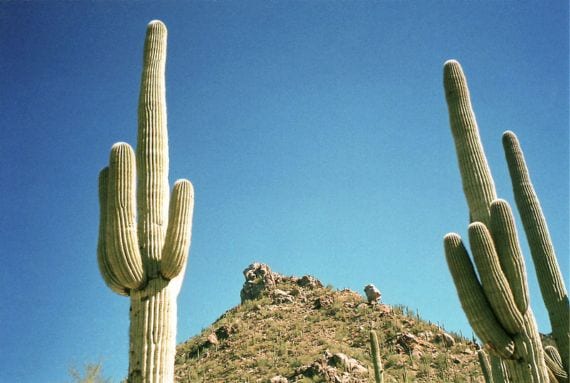 Cactus columnares: especies y cultivo en el jardín