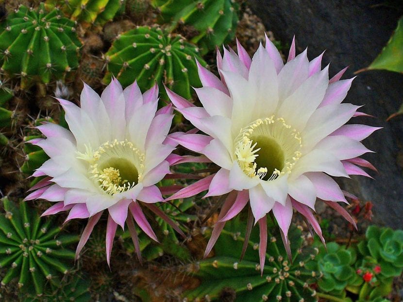 Flor rosada de Echinopsis oxygona abierta sobre el tallo globoso