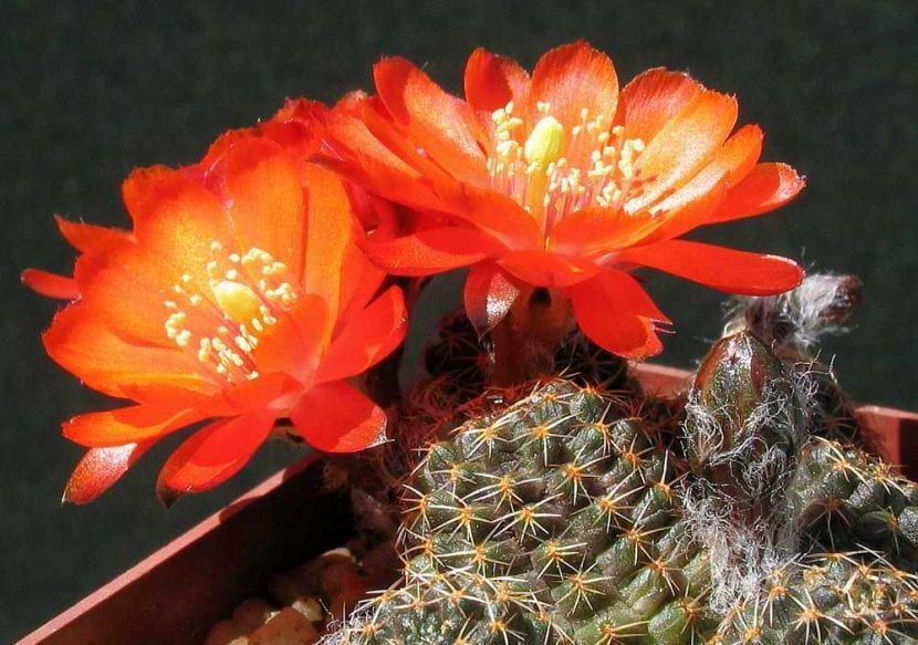 Rebutia iscayachensis cubierta de flores anaranjadas