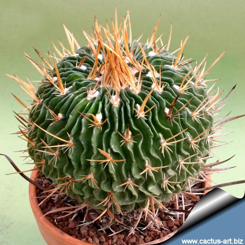 Stenocactus multicostatus con sus costillas finas y onduladas