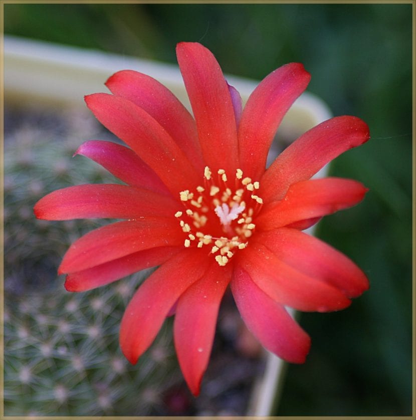 Rebutia minuscula en plena floración con flores rojo anaranjado