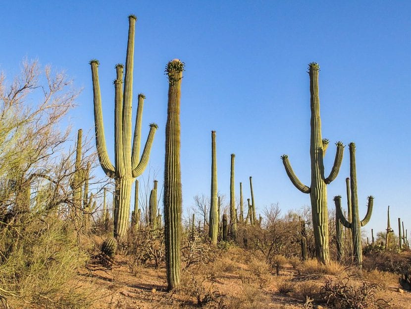 Ejemplar adulto de Carnegiea gigantea con brazos, el saguaro
