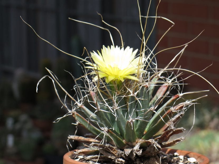 Leuchtenbergia principis con sus largos tubérculos prismáticos y espinas papiráceas