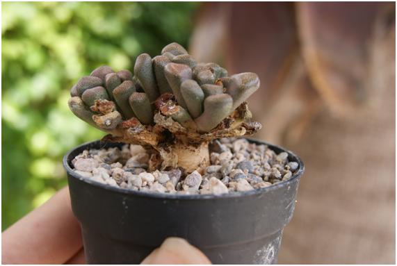 Cactus recién trasplantado en maceta de barro con acolchado de grava