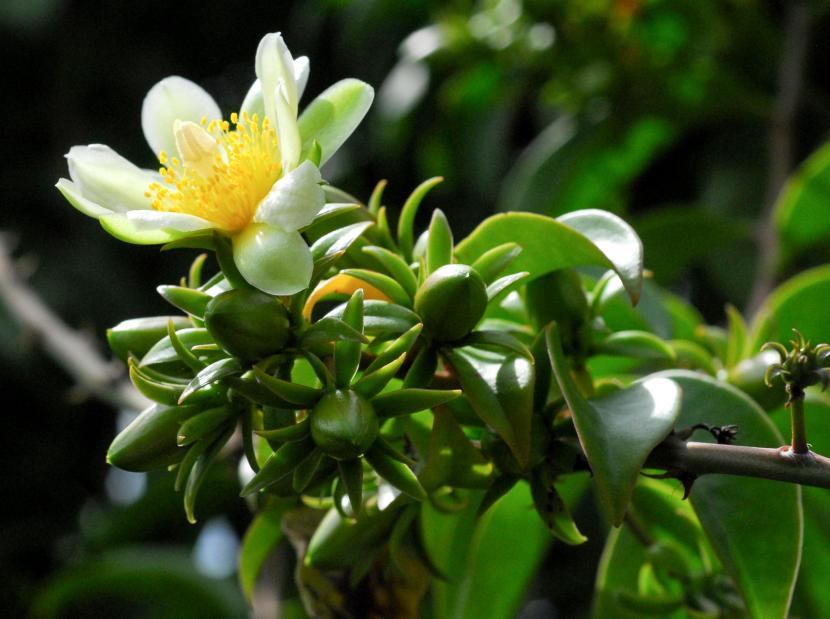 Pereskia aculeata, un cactus primitivo con hojas verdaderas