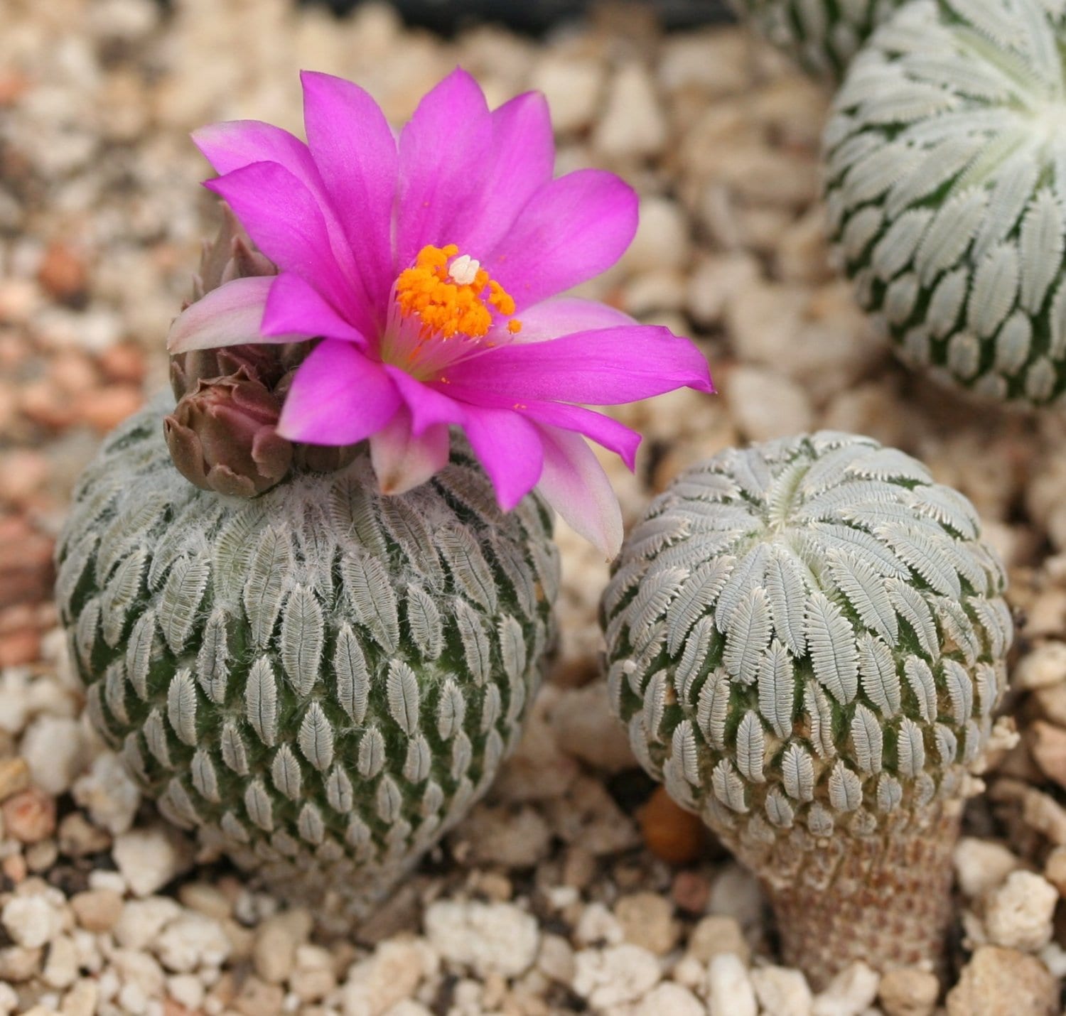Pelecyphora: características y cuidados del cactus