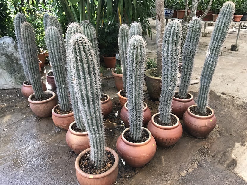 Cactus columnares de distintos tamaños cultivados en macetas