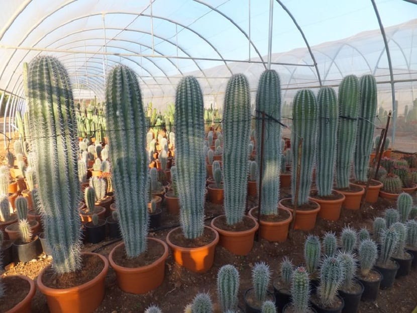 Cactus de distintos tamaños cultivados bajo invernadero