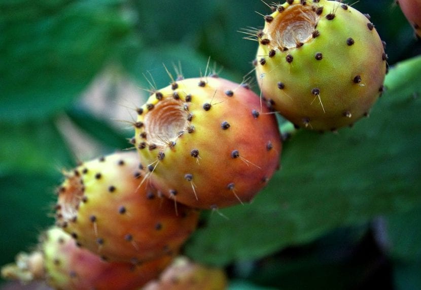Frutos de chumbera, higos chumbos, madurando sobre la penca