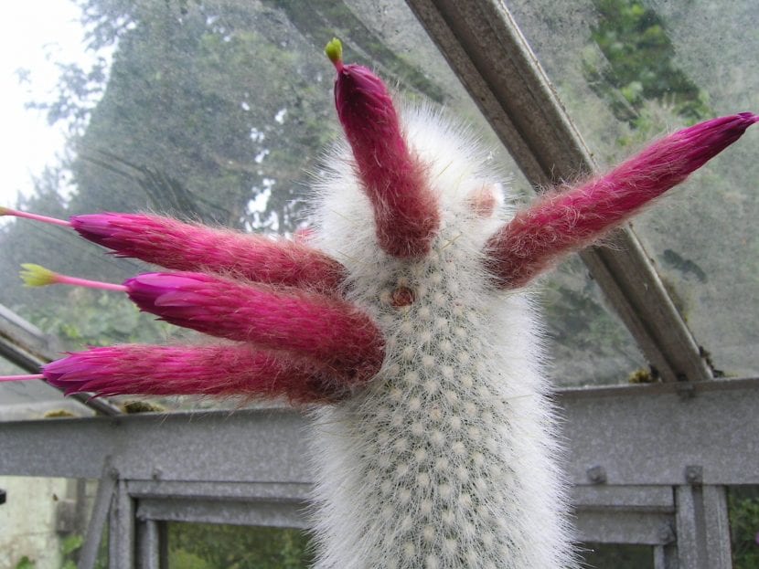 Flores tubulares rojas de Cleistocactus strausii saliendo del lateral del tallo