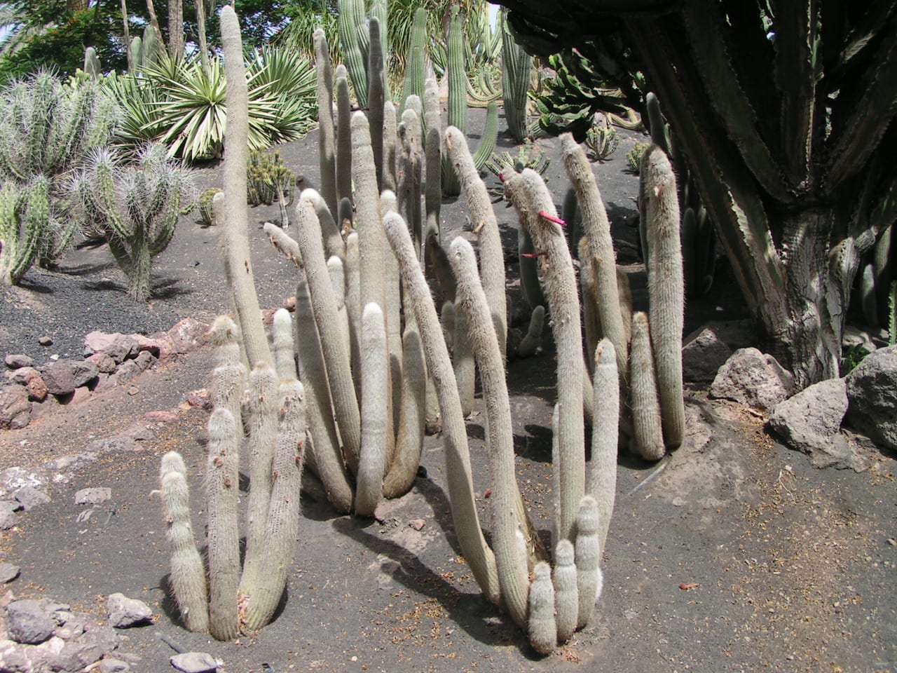 Cleistocactus strausii: cultivo de la antorcha de plata