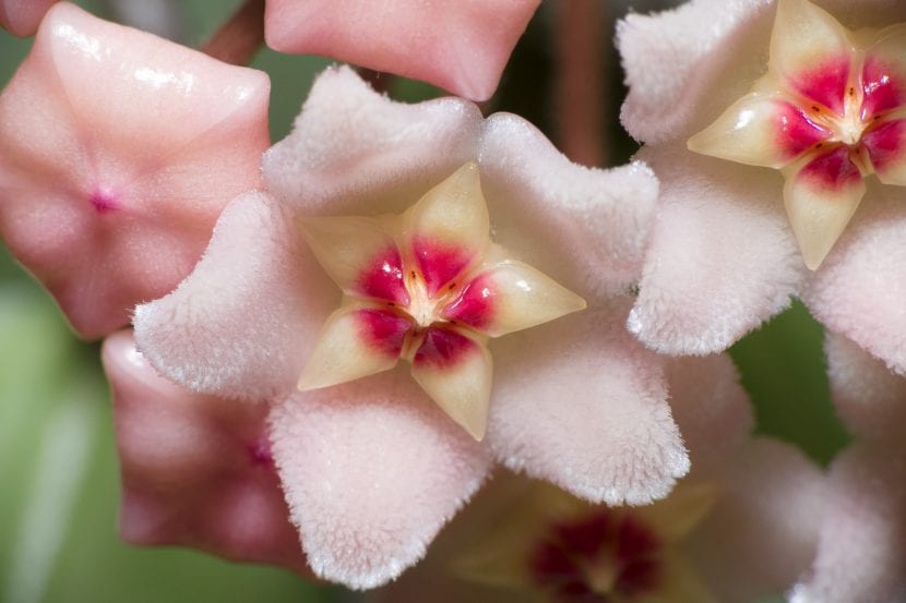 Umbelas de flores de Hoya carnosa