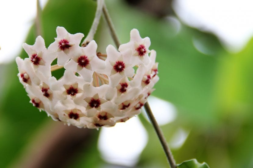 Planta de Hoya carnosa con sus guías y hojas suculentas