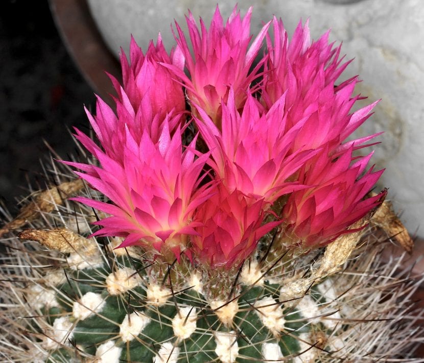 Eriosyce subgibbosa var. wagenknechtii en flor