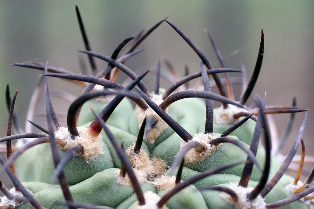 Eriosyce: guía de cultivo y cuidados de este cactus chileno