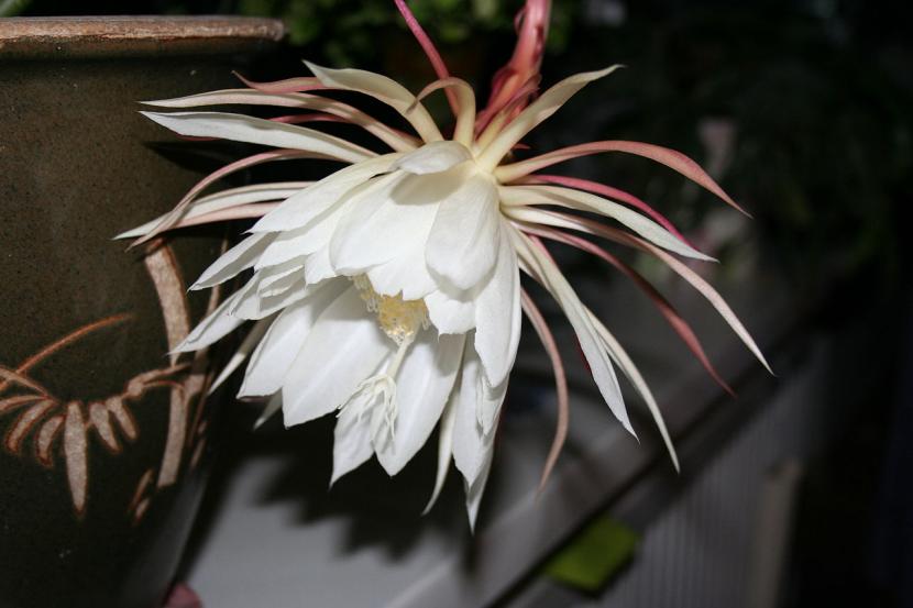 Cladodios y capullo de Epiphyllum oxypetalum